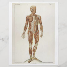 Insecte antérieur de muscles prospectus