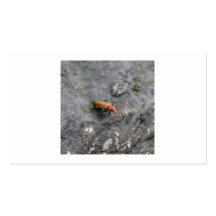 Insecte Carte De Visite