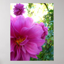 insecte dans pink2 posters