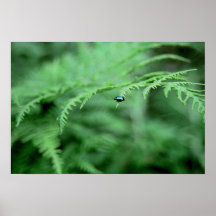 Insecte de fougère posters