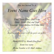 Insecte de Milkweed et bébés - Oncopeltus Fasciatu Invitations