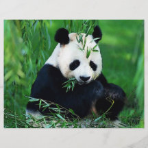 Insecte de panda prospectus