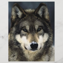 Insecte de portrait de loup prospectus personnalisés