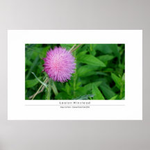Insecte et plante affiches