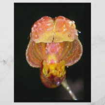 insecte simple orange d'orchidée prospectus customisé