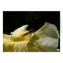 Insecte sur la fleur carte