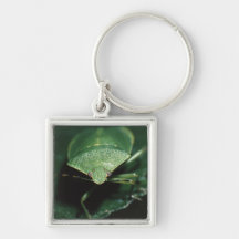insecte vert porte-clés