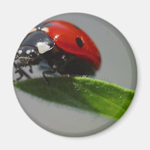 Insectes de coccinelles aimants pour réfrigérateur