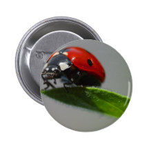 Insectes de coccinelles badge avec épingle