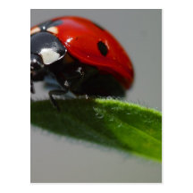 Insectes de coccinelles cartes postales