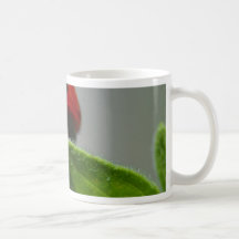 Insectes de coccinelles mugs à café