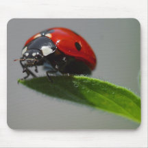 Insectes de coccinelles tapis de souris