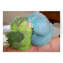 Inséparables de Parrotlet sûrs dans des vos bras"  Cartes De Vœux
