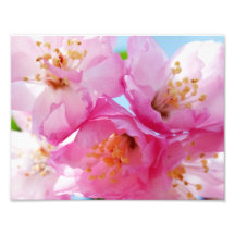 Inspiration rose de pétale photo sur toile