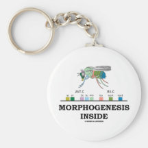 Intérieur de morphogénèse (gènes de drosophile de  porte-clés