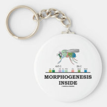 Intérieur de morphogénèse (gènes de drosophile de  porte-clefs