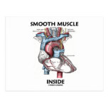 Intérieur de muscle lisse (coeur de l'anatomie du  carte postale