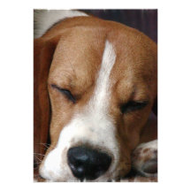 Invitation de beagle de sommeiller