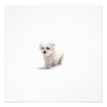 Invitation de Bichon Frise