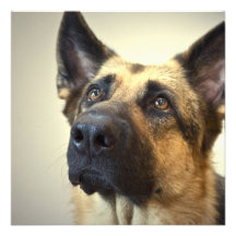 Invitation de chien de berger allemand