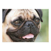 Invitation de chien de carlin