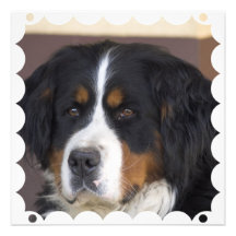 Invitation de chien de montagne de Bernese