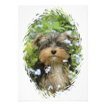 Invitation de chien de York Terrier