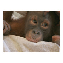 Invitation de chimpanzé de bébé