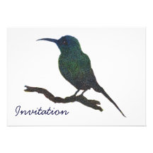 Invitation de colibri