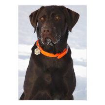 Invitation de labrador retriever de chocolat