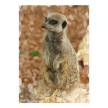Invitation de Meerkat de bébé