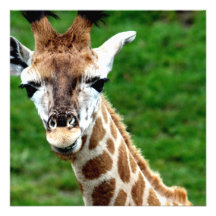 Invitation de photo de girafe