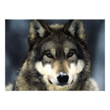 Invitation de portrait de loup
