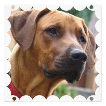 Invitation de Rhodesian Ridgeback