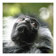 Invitation de singe de Colobus du Rwanda