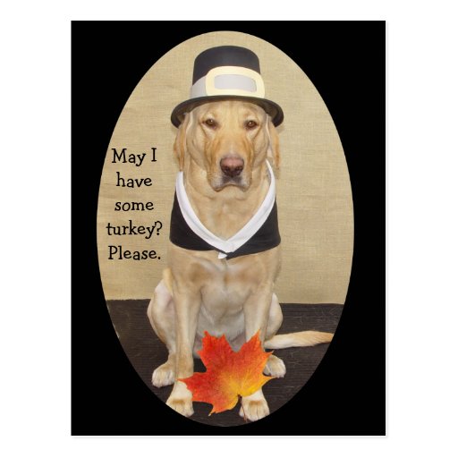 Invitation de thanksgiving carte postale