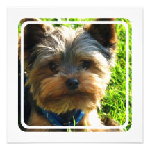Invitation de Yorkshire Terrier