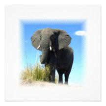 Invitation d'éléphant africain