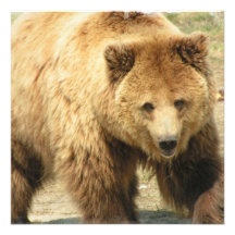 Invitation d'ours gris