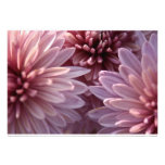 Invitation fleurissante de chrysanthème