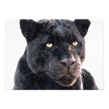Invitation noire de Jaguar