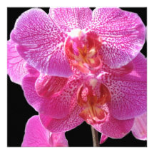 Invitation rose de floraison d'orchidées