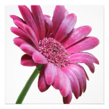 Invitation rose de marguerite de Gerbera