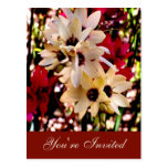 Invitation rouge et blanc de Flowe (personnalisabl Carte Postale