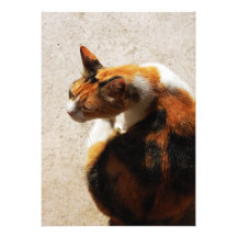 Invitation tricolore de chat