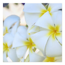 Invitation tropicale de cascade de Plumeria