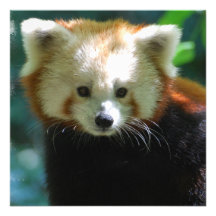 Invitations adorables de panda rouge