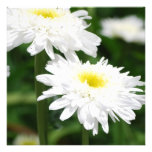 Invitations blanches de chrysanthèmes