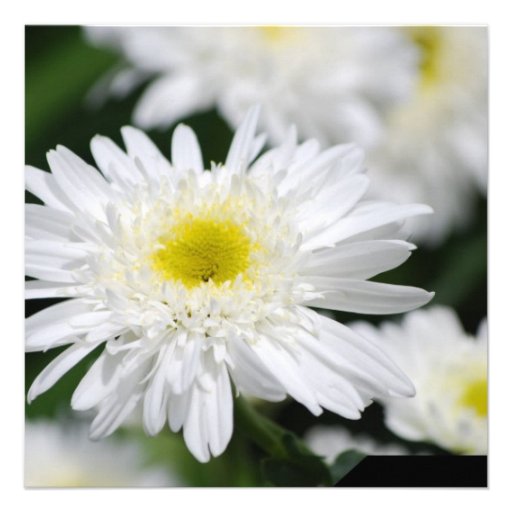 Invitations blanches de mamans