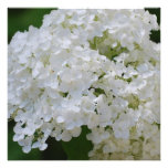 Invitations blanches d'hortensia